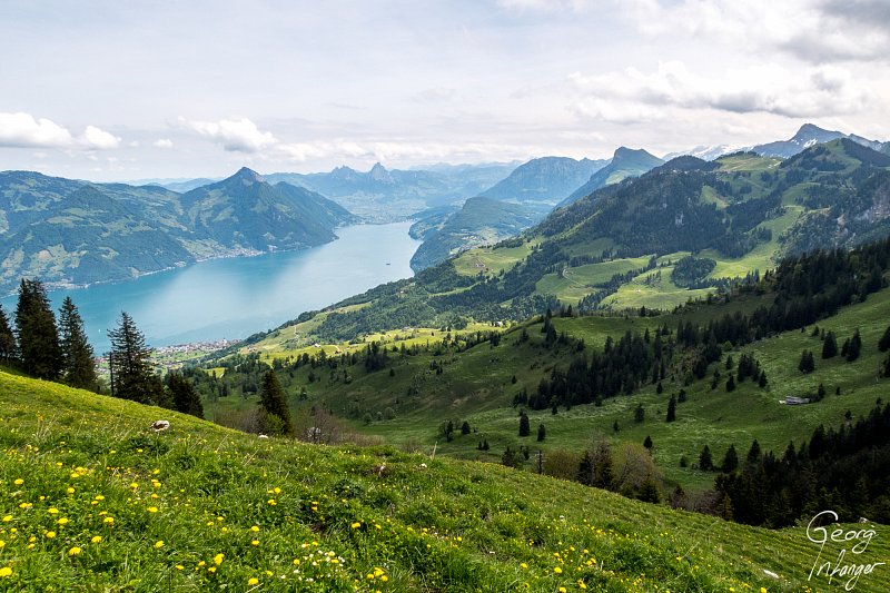 Vierwaldstättersee from Buochserhorn