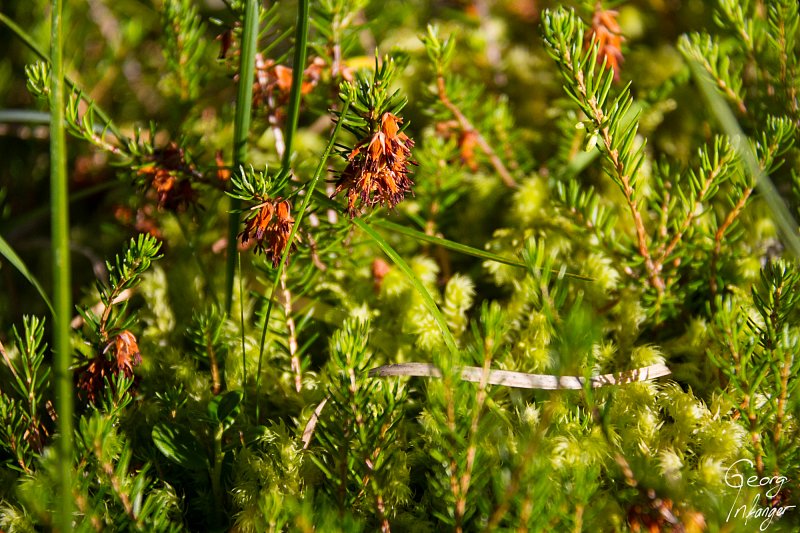 Waldboden, Nationalpark