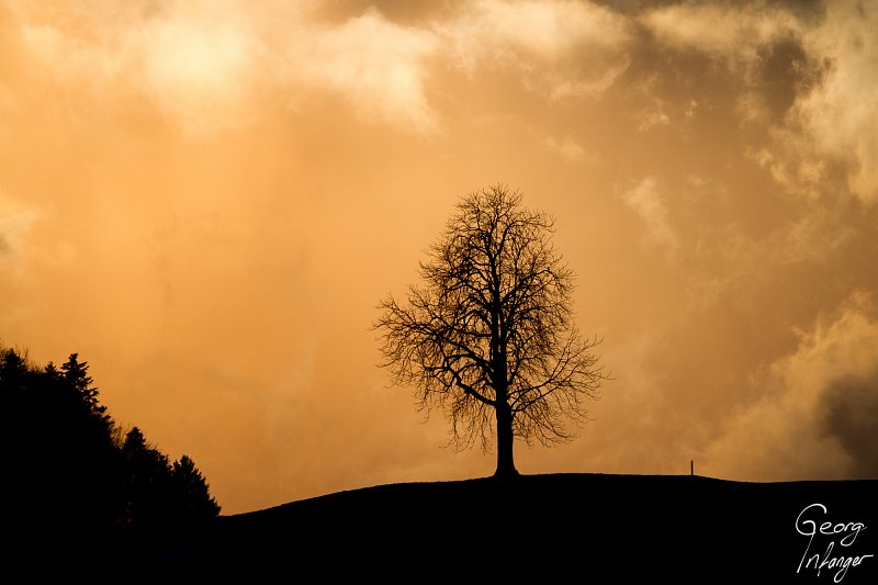 Tree, Stans