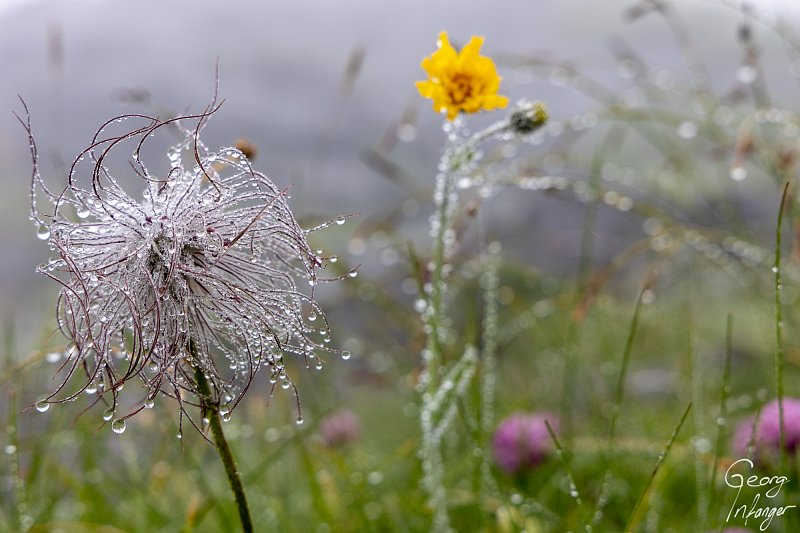 Pulsatilla alpina, Engelberg